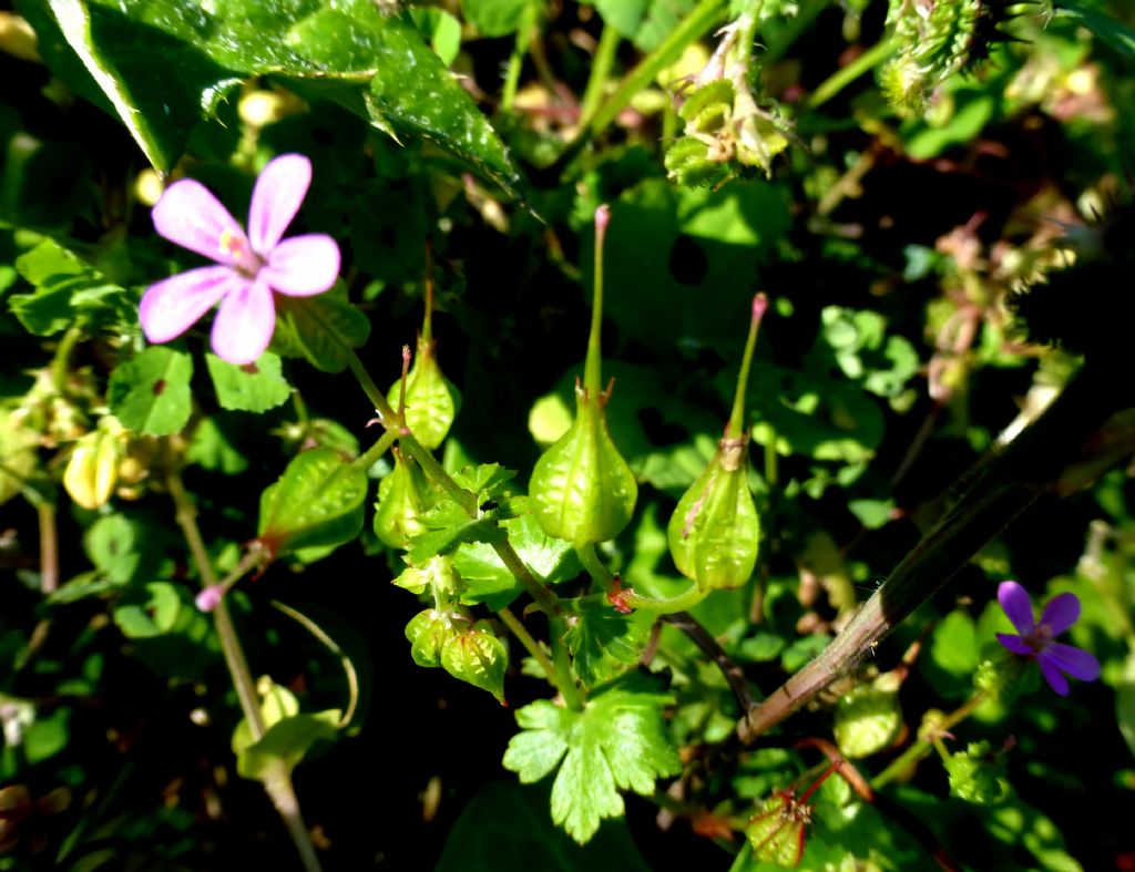 Geranium lucidum (Geraniaceae)